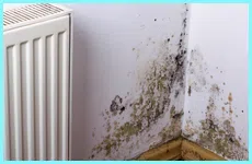 Delray Beach Emergency Restoration Delray Beach, FL 561-328-1370 - mold-sidebar